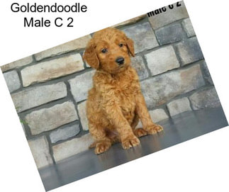 Goldendoodle Male C 2