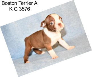 Boston Terrier A K C 3576