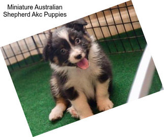 Miniature Australian Shepherd Akc Puppies