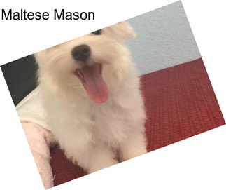 Maltese Mason