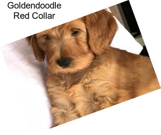 Goldendoodle Red Collar