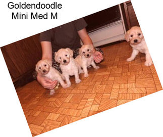 Goldendoodle Mini Med M