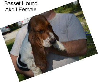 Basset Hound Akc I Female