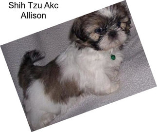 Shih Tzu Akc Allison