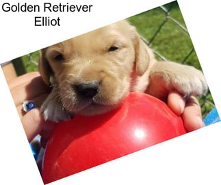 Golden Retriever Elliot