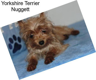 Yorkshire Terrier Nuggett