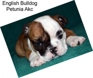 English Bulldog Petunia Akc