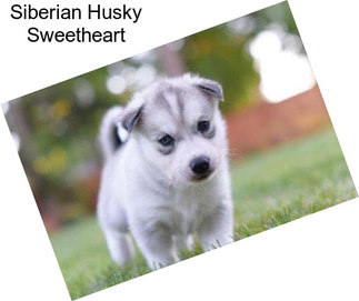 Siberian Husky Sweetheart