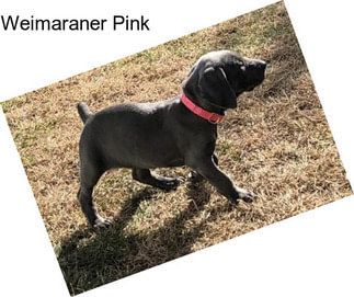 Weimaraner Pink