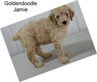 Goldendoodle Jamie