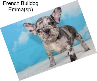 French Bulldog Emma(sp)