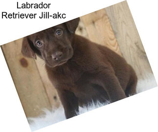 Labrador Retriever Jill-akc