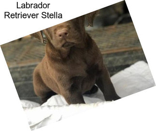 Labrador Retriever Stella