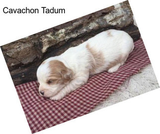 Cavachon Tadum