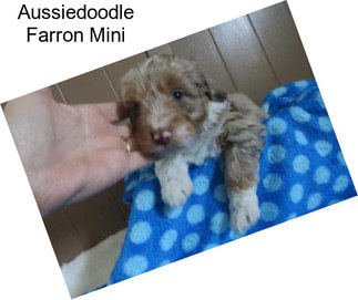 Aussiedoodle Farron Mini