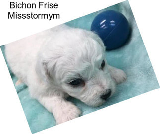 Bichon Frise Missstormym