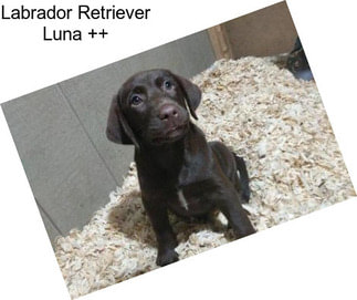 Labrador Retriever Luna ++