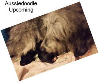 Aussiedoodle Upcoming