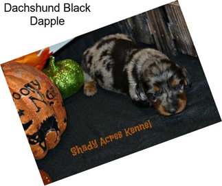 Dachshund Black Dapple