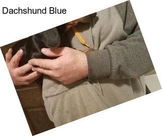 Dachshund Blue