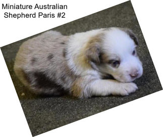 Miniature Australian Shepherd Paris #2