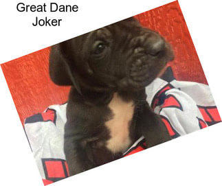 Great Dane Joker