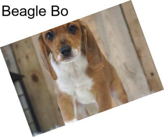 Beagle Bo
