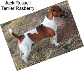 Jack Russell Terrier Rasberry