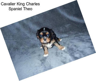 Cavalier King Charles Spaniel Theo
