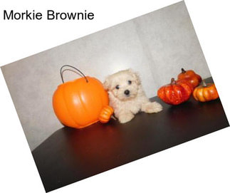 Morkie Brownie