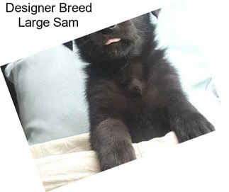 Designer Breed Large Sam