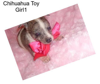 Chihuahua Toy Girl1