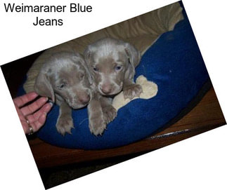 Weimaraner Blue Jeans
