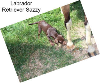 Labrador Retriever Sazzy