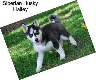 Siberian Husky Hailey