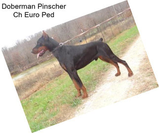 Doberman Pinscher Ch Euro Ped