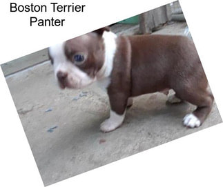 Boston Terrier Panter