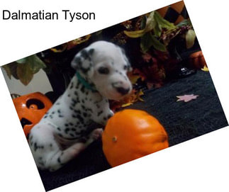 Dalmatian Tyson