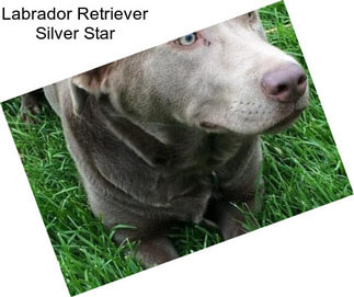Labrador Retriever Silver Star