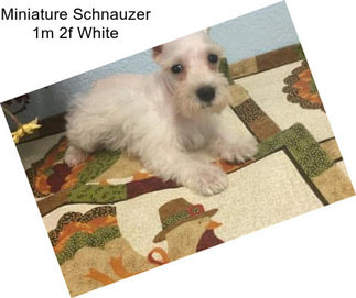 Miniature Schnauzer 1m 2f White