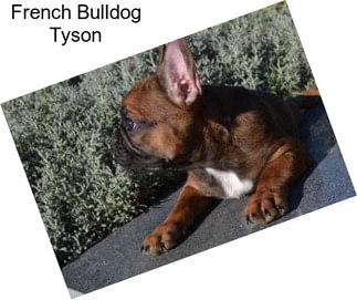 French Bulldog Tyson