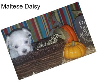 Maltese Daisy