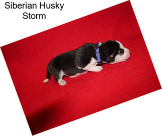 Siberian Husky Storm