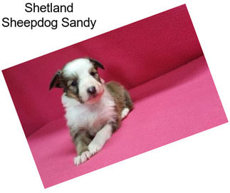 Shetland Sheepdog Sandy
