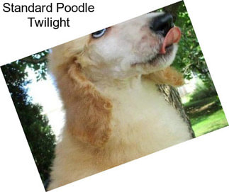 Standard Poodle Twilight