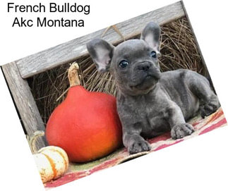 French Bulldog Akc Montana