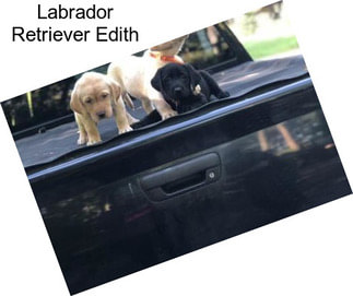 Labrador Retriever Edith