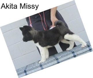 Akita Missy