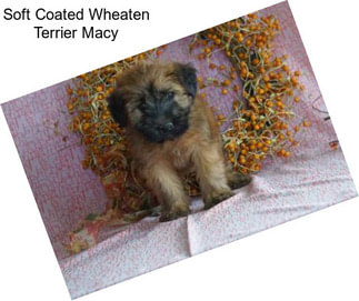 Soft Coated Wheaten Terrier Macy