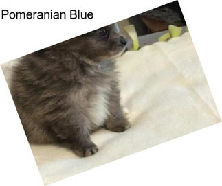 Pomeranian Blue